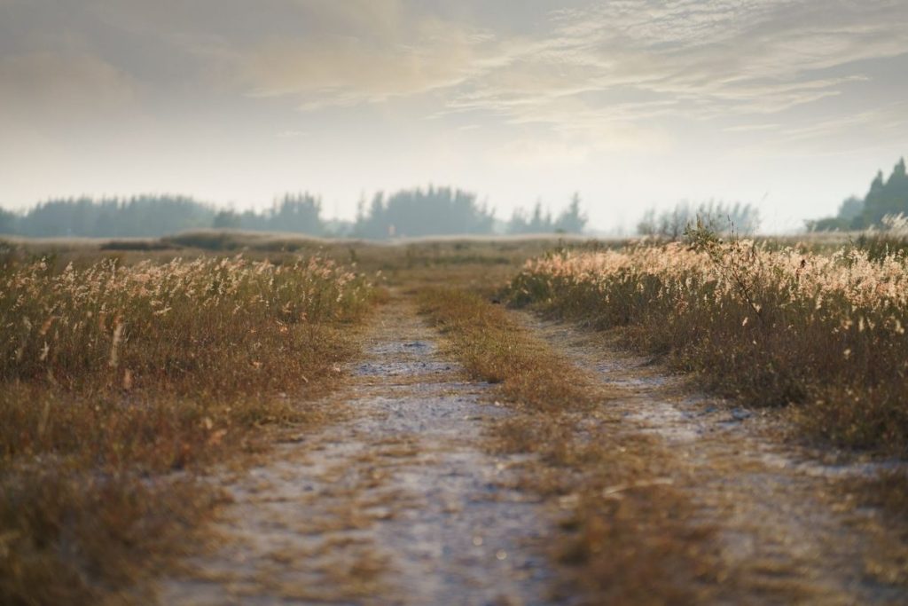 Traumatherapeut Freiburg – sanfte Traumatherapie für Frauen - Praxis fuer Sinnliche Wege