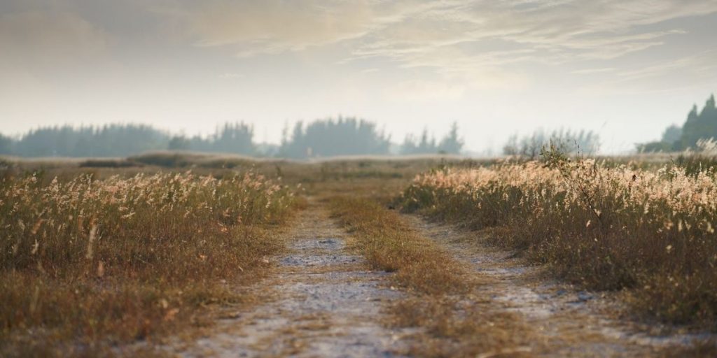 Traumatherapeut Freiburg: Wenn Heilung leise beginnt bist du auf einem guten Weg! Traumatherapeut Freiburg – sanfte Traumatherapie für Frauen - Praxis fuer Sinnliche Wege